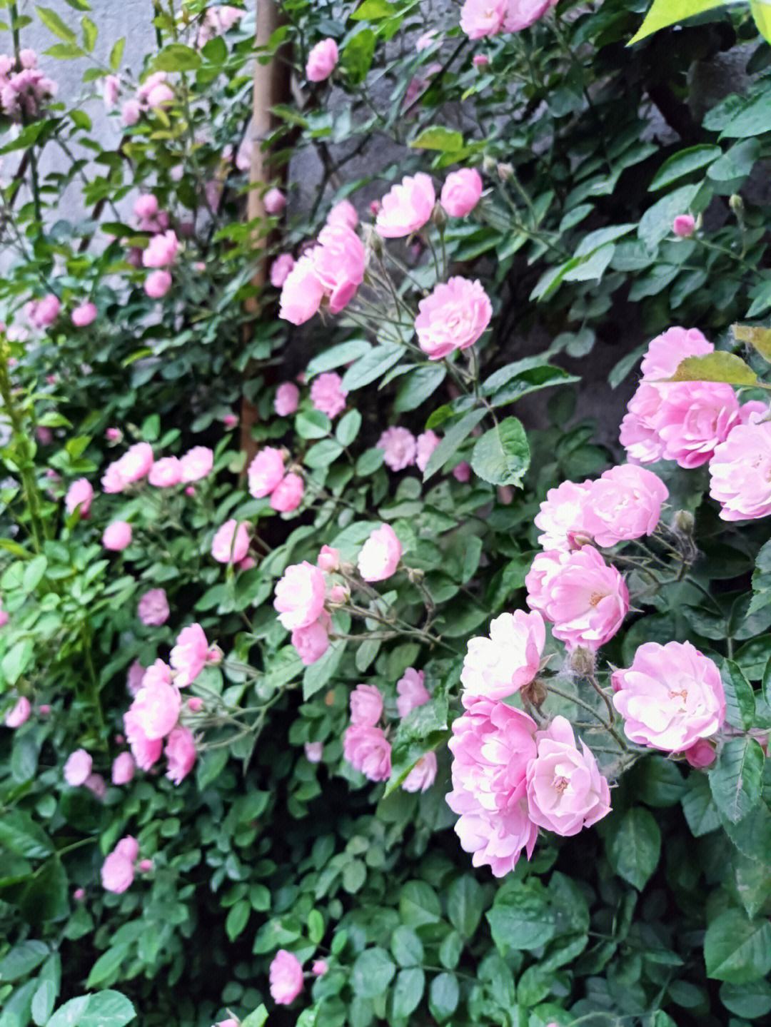 趣花贷苹果版小花钱包苹果版app